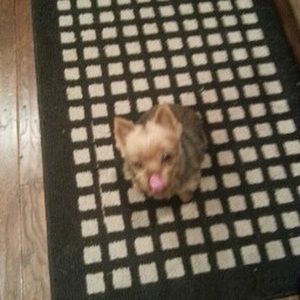 Meet your Posher, Dawn